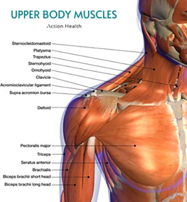 Chronic Pain Calgary AB Shoulder Diagram